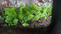Cheilanthes chusana