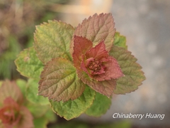 Spiraea morrisonicola
