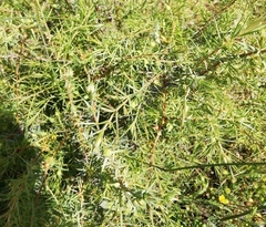 Oligotrophus panteli