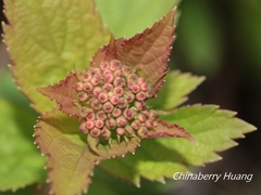 Spiraea morrisonicola