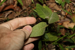 Solanum densevestitum