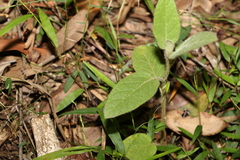 Solanum densevestitum