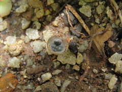 Cyathus