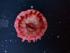 Actinia equina