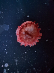 Actinia equina