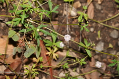 Trachymene procumbens
