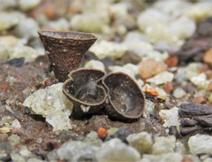 Cyathus