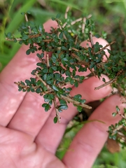 Phyllanthus microcladus