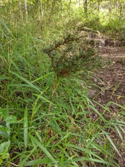 Phyllanthus microcladus