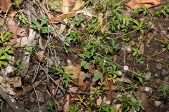 Trachymene procumbens