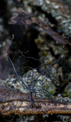 Xylaria sicula