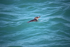 Eudyptula minor albosignata