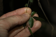 Glycine cyrtoloba