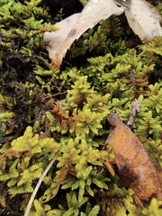 Hypnum plumaeforme