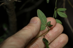 Glycine cyrtoloba