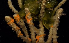 Ophiothela mirabilis