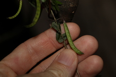 Glycine cyrtoloba