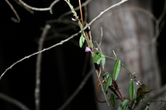 Glycine cyrtoloba