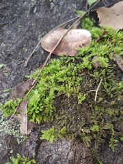 Hypnum plumaeforme