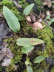 Pyrrosia lingua