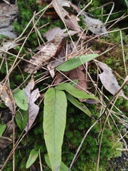 Pyrrosia lingua