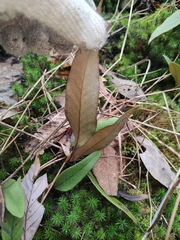 Pyrrosia lingua