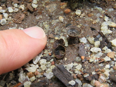 Cyathus