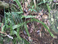 Asplenium normale