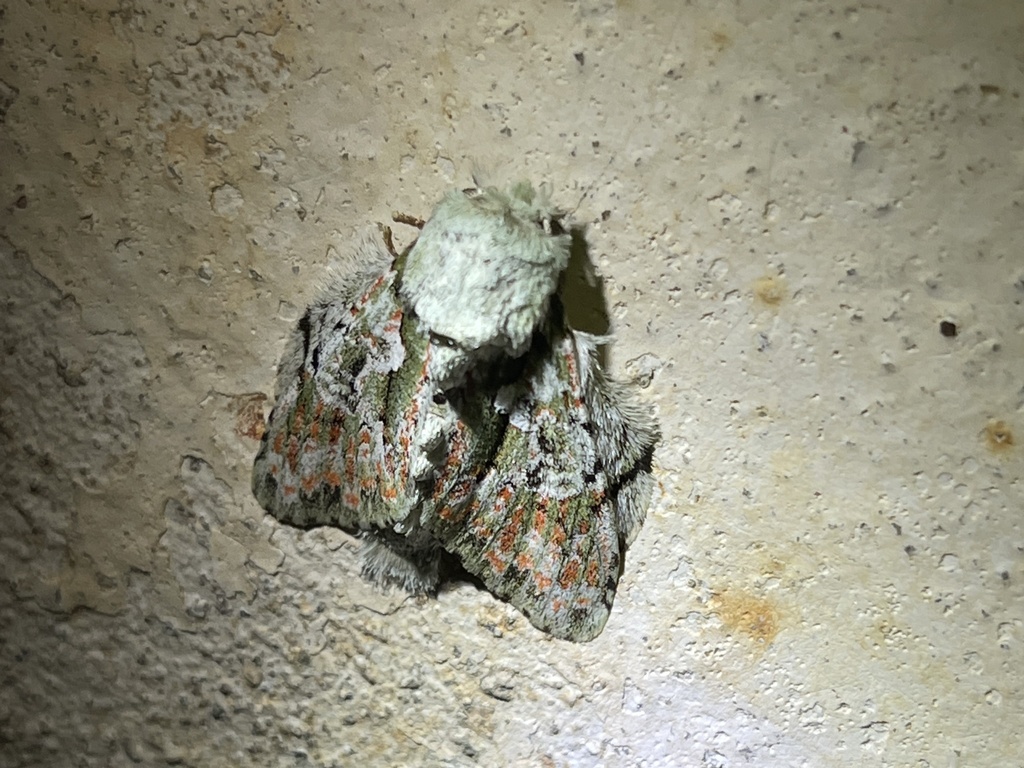 Crestonica