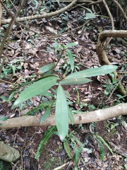 Myrsine seguinii