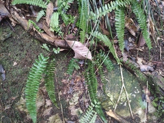 Asplenium normale