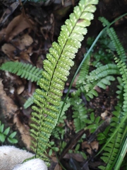 Asplenium normale