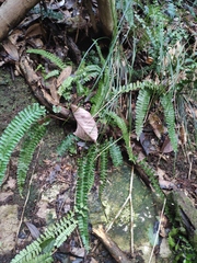 Asplenium normale