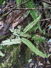 Asplenium normale