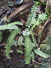 Asplenium normale