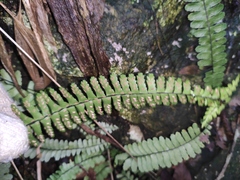 Asplenium normale