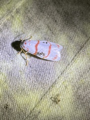 Cyana delicata