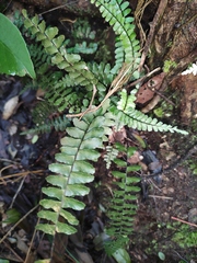 Asplenium normale