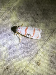 Cyana delicata