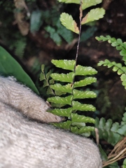 Asplenium normale