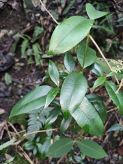 Calophyllum membranaceum