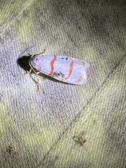 Cyana delicata