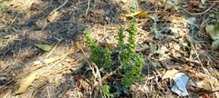 Rumex dentatus