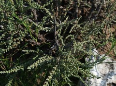 Caroxylon tuberculatum