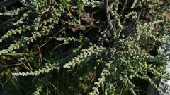 Caroxylon tuberculatum