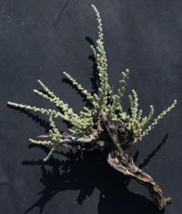 Caroxylon tuberculatum