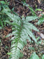 Arachniodes aristata