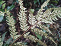 Arachniodes aristata