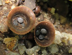 Cyathus