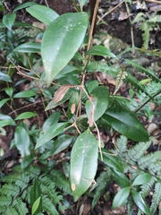 Jasminum lanceolarium